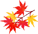 maple leaves