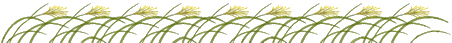 pampas grass